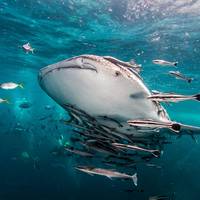 Hidden Depths Diving