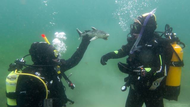 ABC-Divers NG GmbH