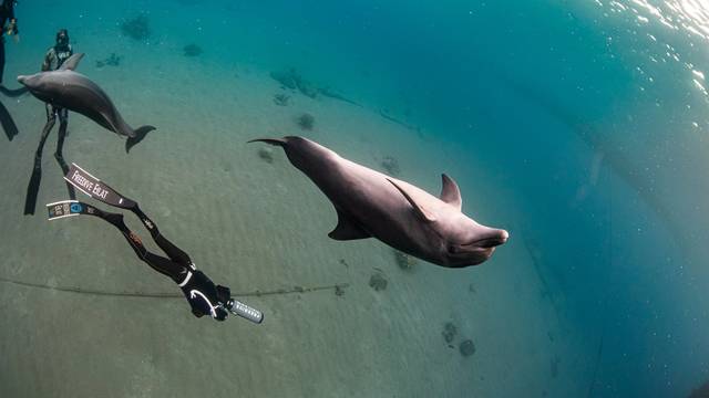 צלילה חופשית אילת - Freedive Eilat