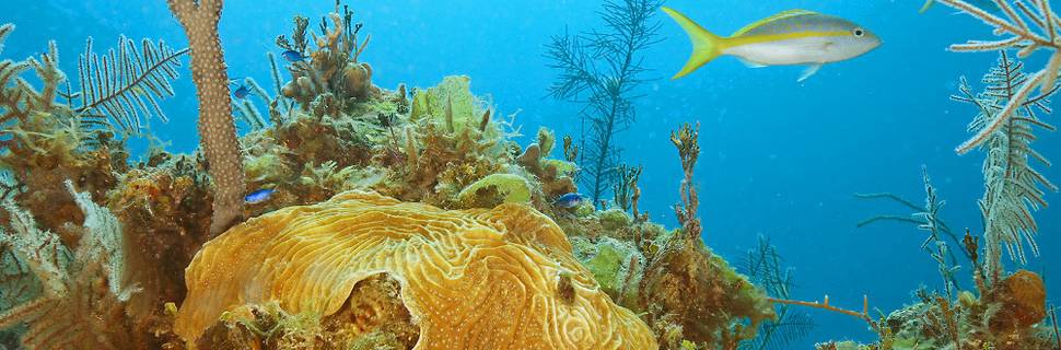 Dive Exuma