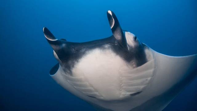 Panama Dive Center