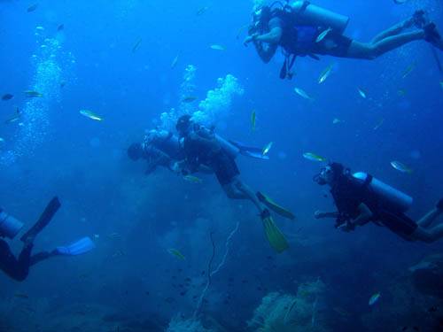 Turtle Bay Divers