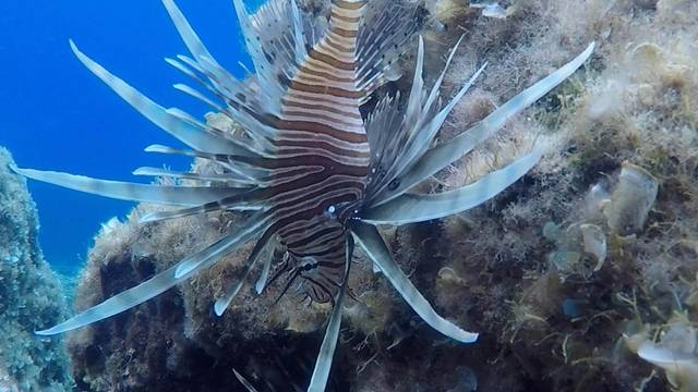 Waterhoppers Diving Schools