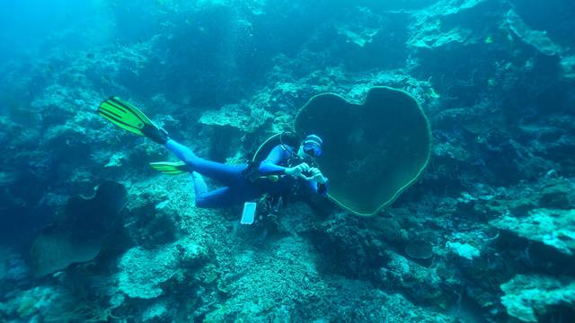 Dive Centre Dessa