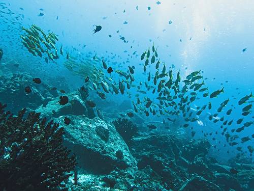 Lumba Lumba Diving Centre & Beach Resort