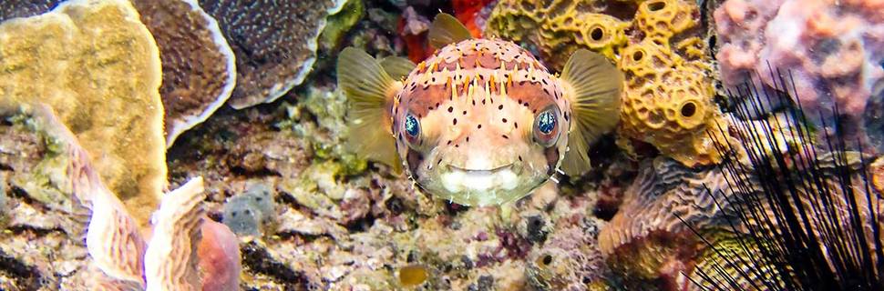 Dressel Divers Bayahibe/ Dive Shop - Dive Center