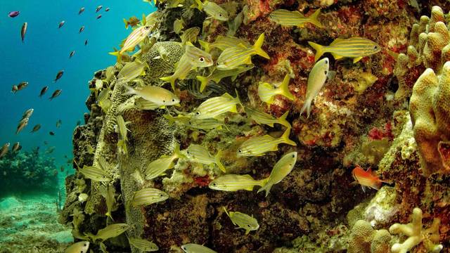 Eastern Caribbean Diving