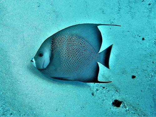 Ultimate Scuba Adventures