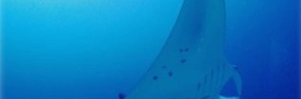 Diving School Io Esaka