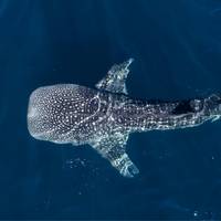 Atoll Divers Seychelles