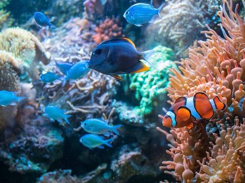 Bali Bubbles Dive Center