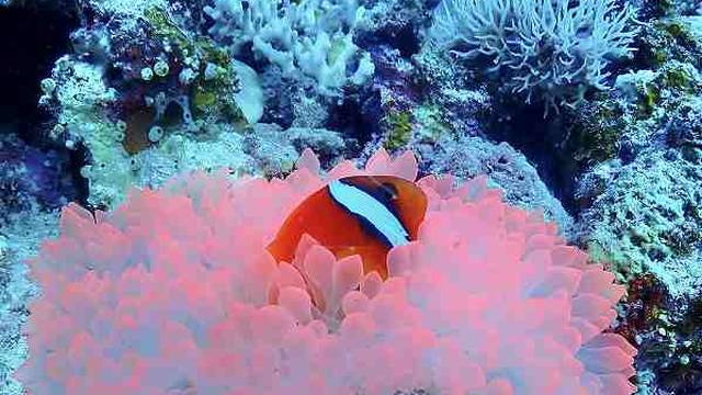 Dive Inn Hama