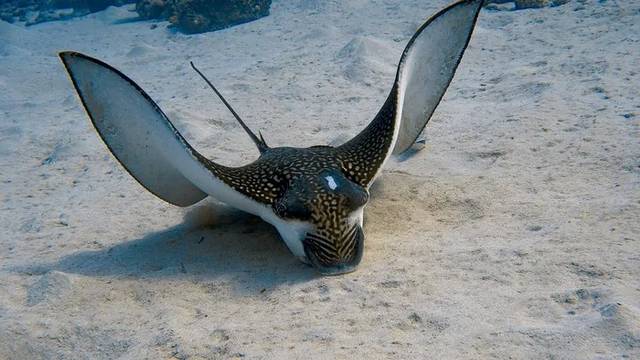 Aquarius Diving Club -Coral Beach