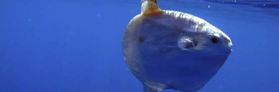 Haliotis - Peniche Diving Center