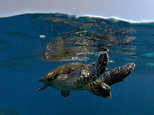 Turtle School Byron Bay Dive Centre