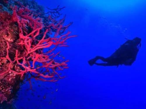 The Diving Camel