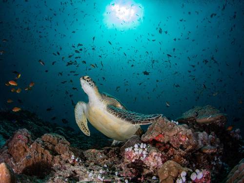 Manta Tribe Maldives - Diving Center in Dharavandhoo
