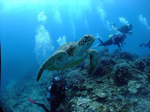 Nankuru Diver'S Okinawa