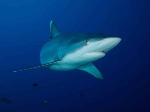 Shark Diving Mozambique