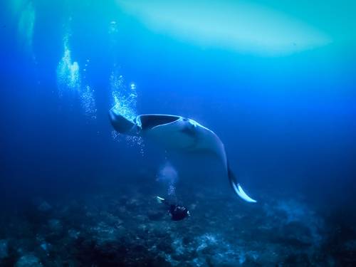 ANDAMAN SCUBA DIVING CENTRE: Similan Liveaboards Thailand & Myanmar