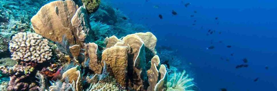 Two Fish Divers Bunaken