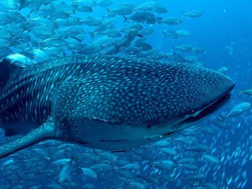 Big Blue Diving Khao Lak