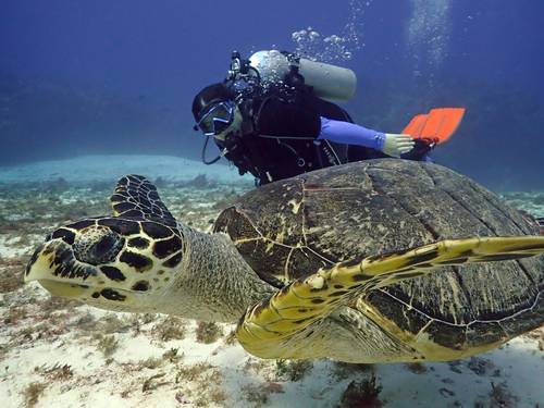 Jungle Divers