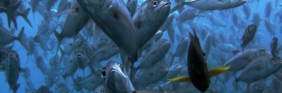 Diving Indo