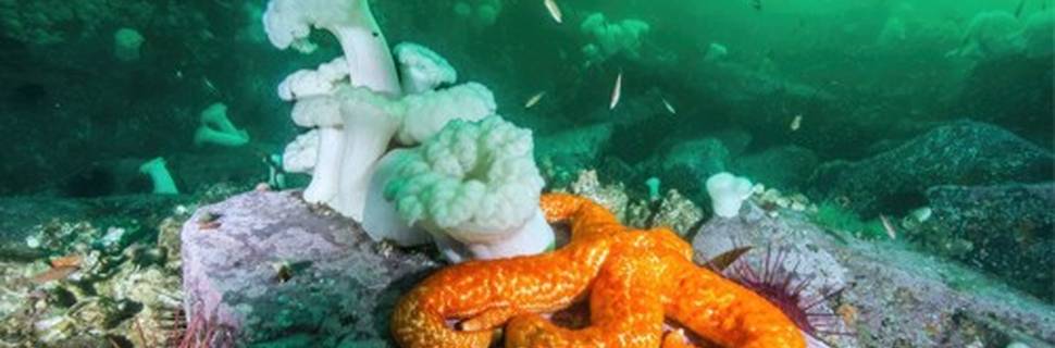 IDC Diving Centre, Ltd.