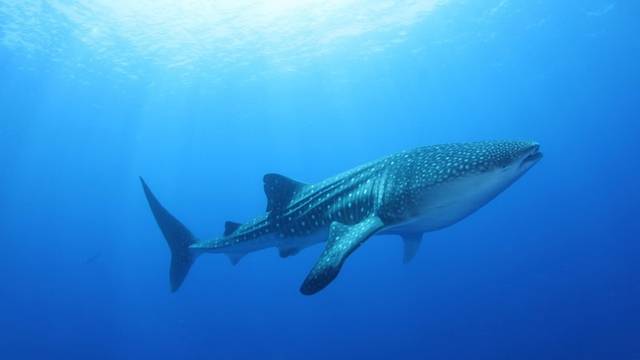 LUX* South Ari Atoll | Dive Centre