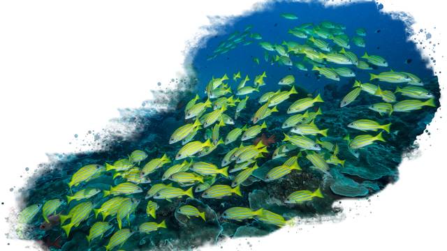 Mafia Island Diving