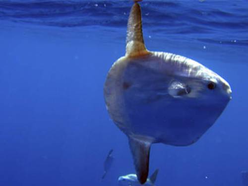 Haliotis - Peniche Diving Center