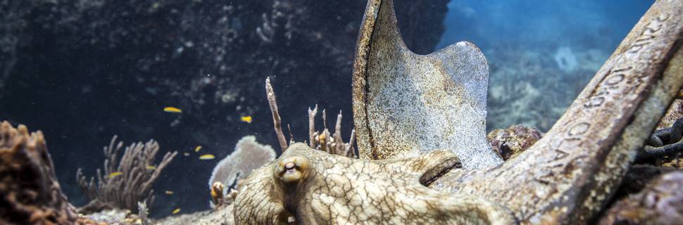 Divecarib