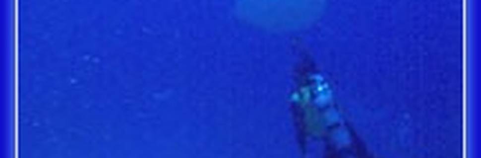 Blue Fin Diving