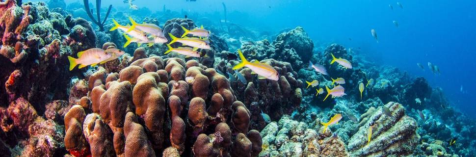 Acqua Adventures Rasdhoo