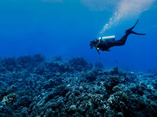 Dive Adventures Los Cabos
