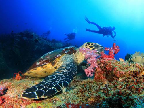 Andy's Scuba Diving