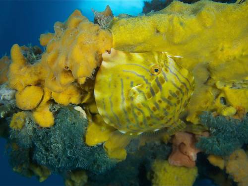Ocean Divers