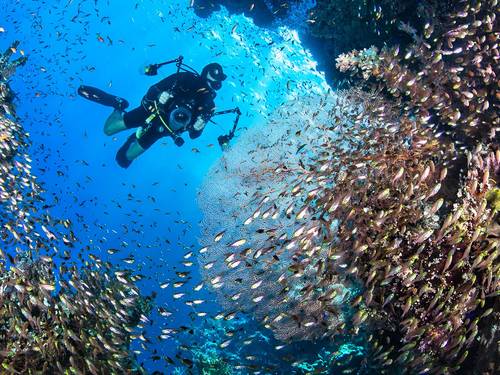 Red Sea Diving College