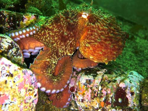 Salish Sea Dive Inc.