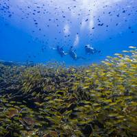 Palawan Divers
