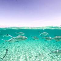 Kasa Diving - Maziwe Marine Reserve