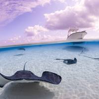 Ambassador Divers