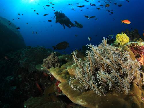 Legend Diving Lembongan