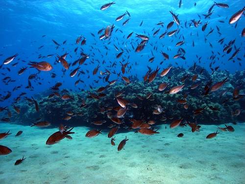 Blue Island Divers