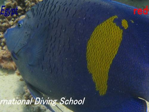 Red Sea Diving