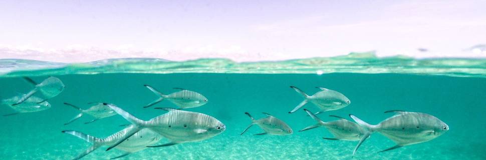 Kasa Diving - Maziwe Marine Reserve