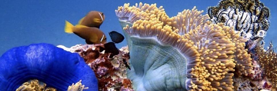 Coral