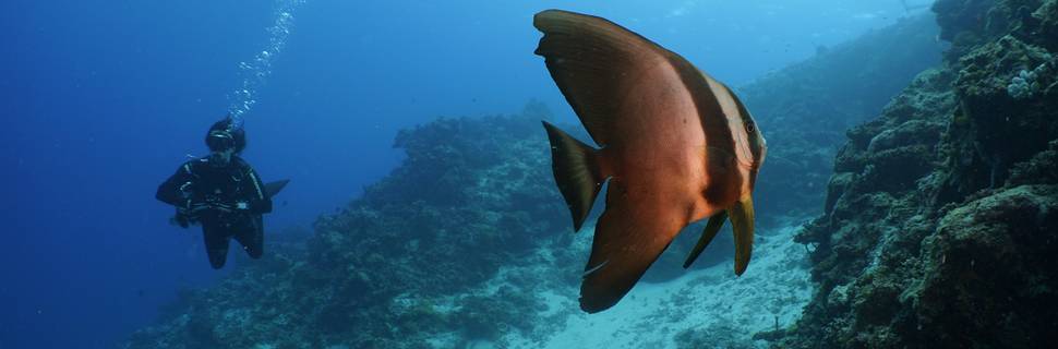 Eco Dive Club - Maafushi