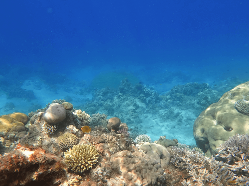 Zanzibar Underwater Explorers